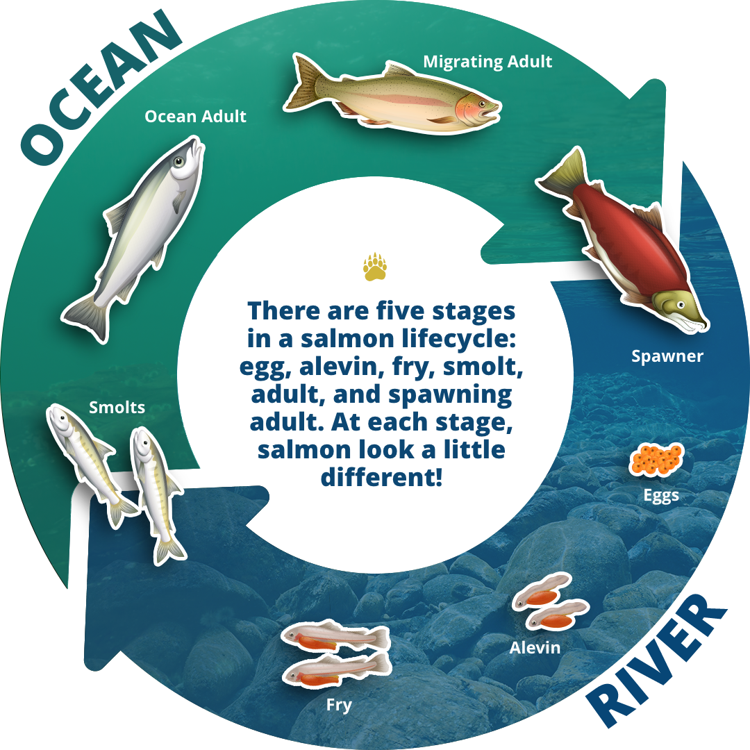 salmon life cycle diagram